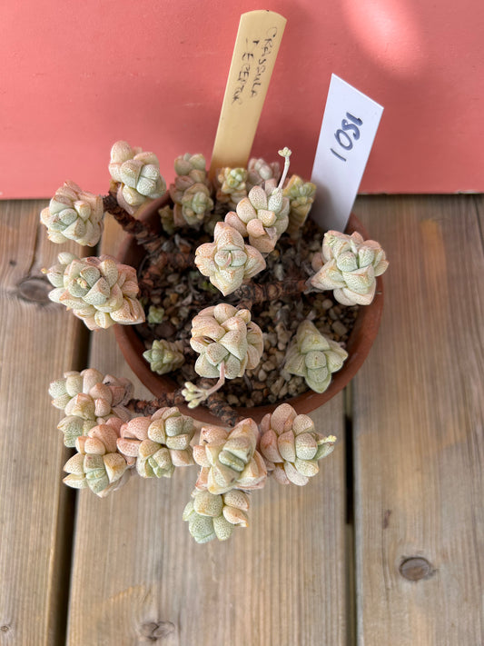 Crassula deceptor (1051 Z)