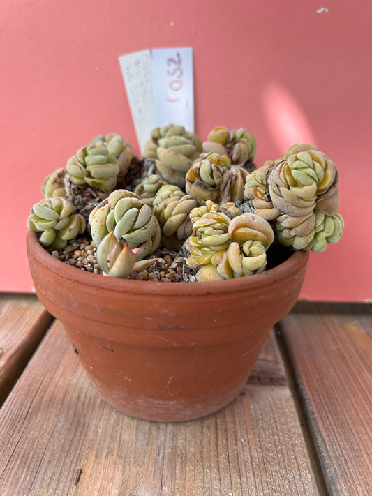 Crassula ausensis s.p titanopsis (1052 Z)