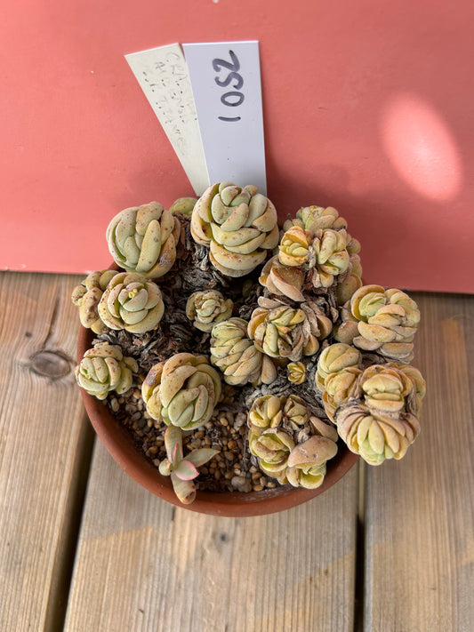 Crassula ausensis s.p titanopsis (1052 Z)