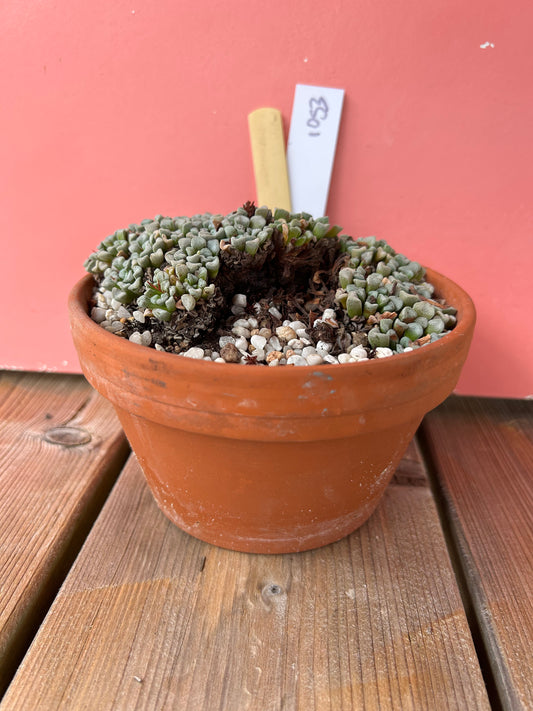 Crassula species (1053 Z)