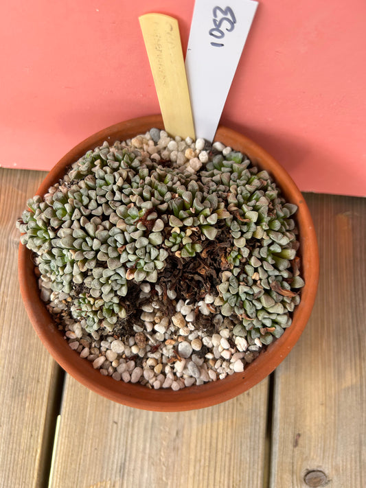 Crassula species (1053 Z)