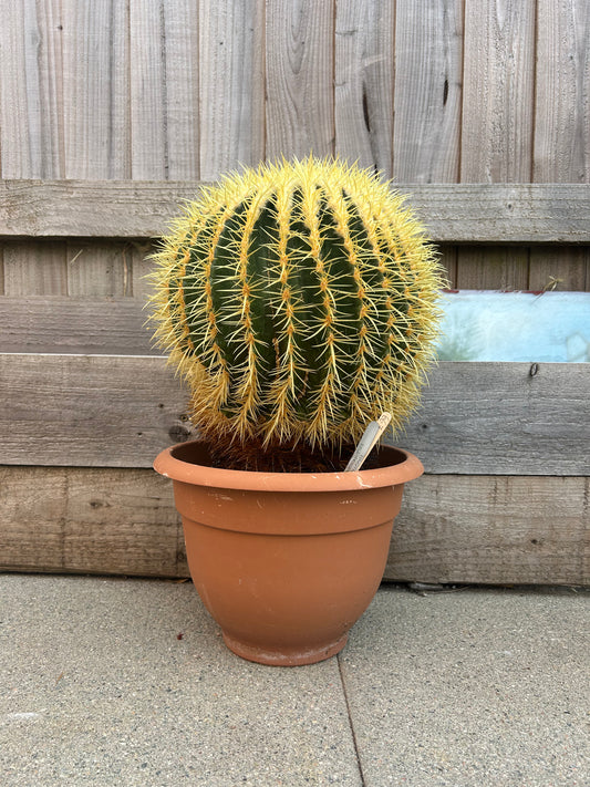 Echinocactus grusonii (667) COLLECTION ONLY