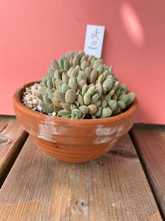 Crassula tecta (1054 Z)