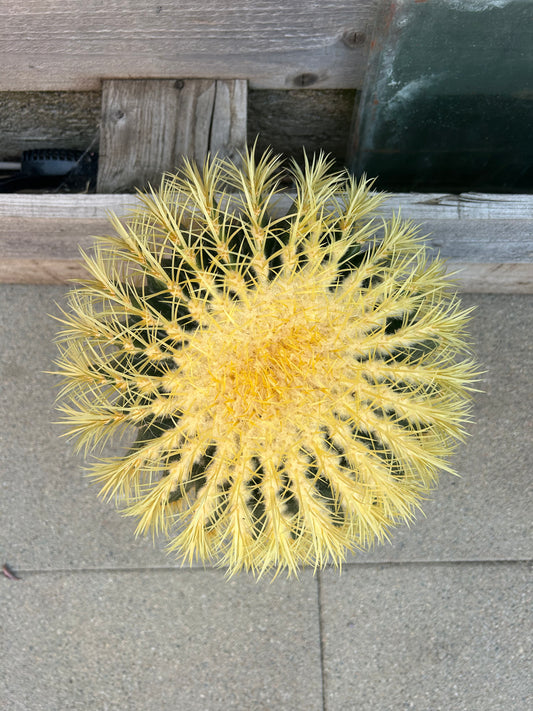 Echinocactus grusonii (667) COLLECTION ONLY