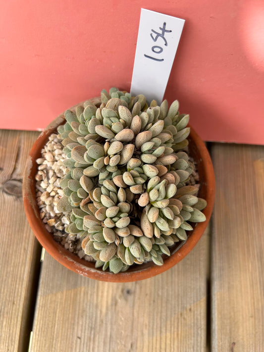 Crassula tecta (1054 Z)