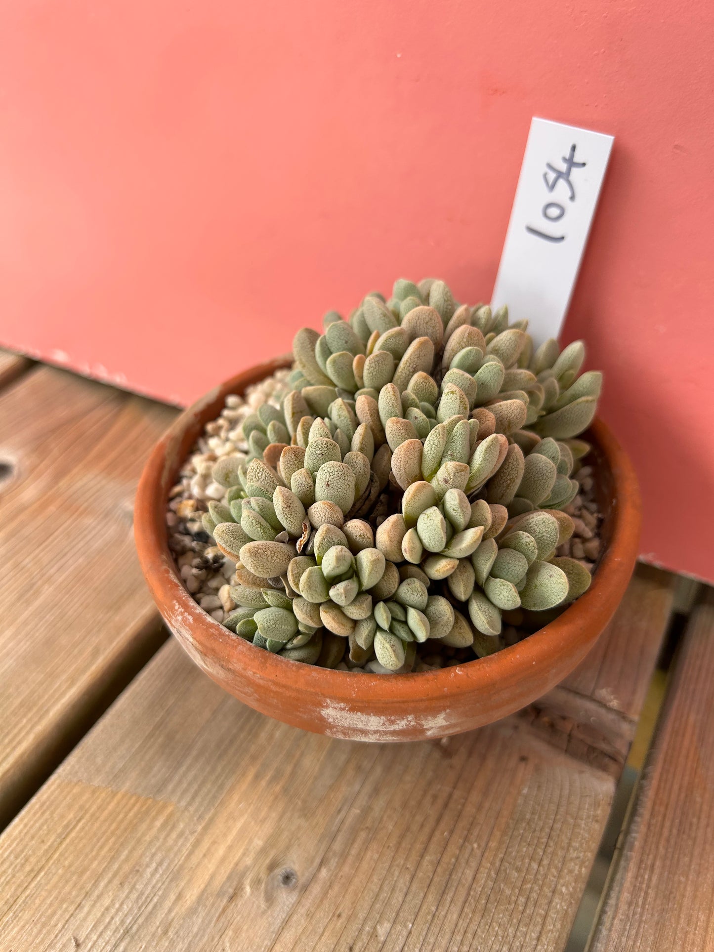 Crassula tecta (1054 Z)