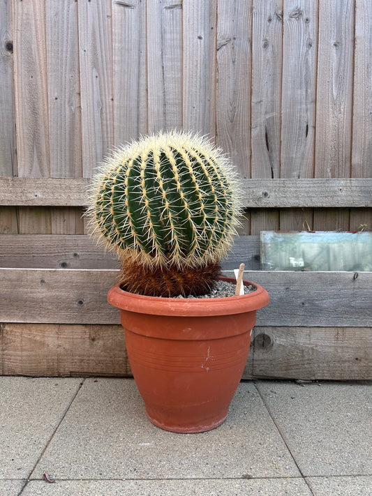 Echinocactus grusonii (668) COLLECTION ONLY