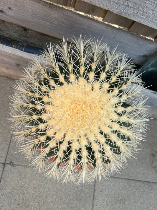 Echinocactus grusonii (668) COLLECTION ONLY