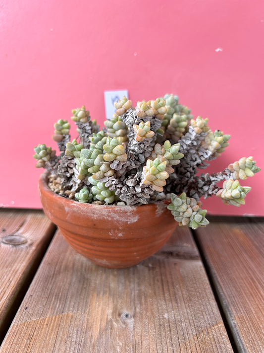 Crassula species (1055 Z)