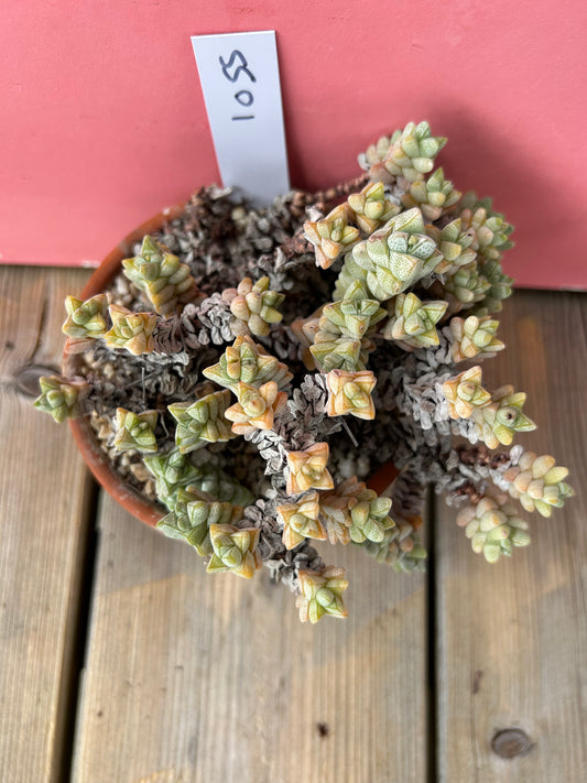 Crassula species (1055 Z)