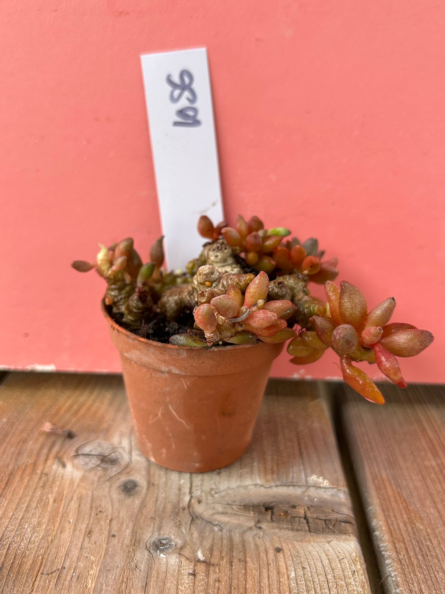 Adromischus species (1056 Z)