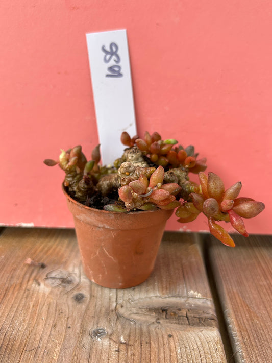Adromischus species (1056 Z)