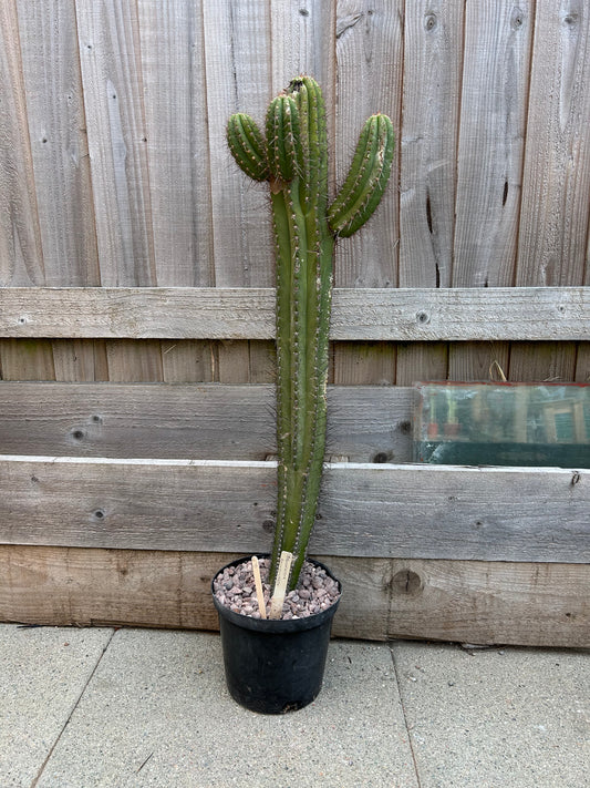 Browningia chlorocarpa (670) COLLECTION ONLY