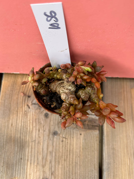 Adromischus species (1056 Z)