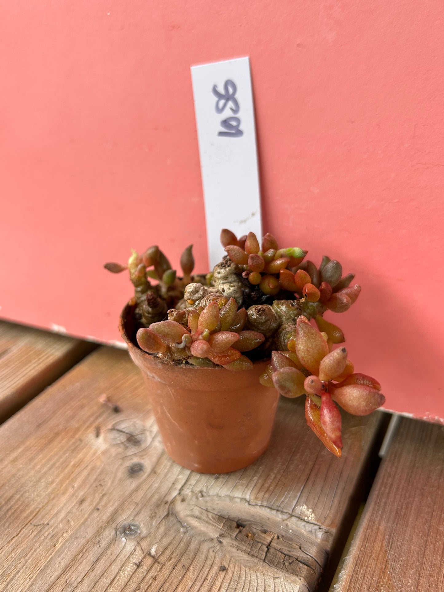 Adromischus species (1056 Z)