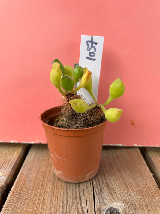 Adromischus schoenlandii (1057 Z)