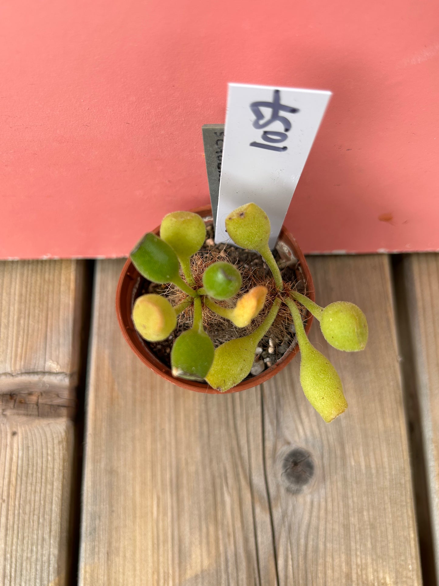 Adromischus schoenlandii (1057 Z)