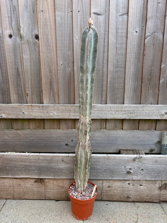 Astrophytum myriostigma v.columnare (677) COLLECTION ONLY