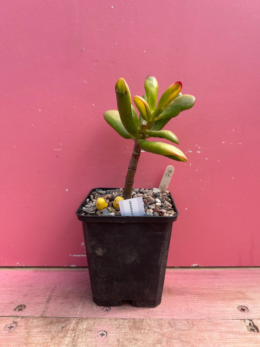Crassula ovata 'Gollum' variegata (718)