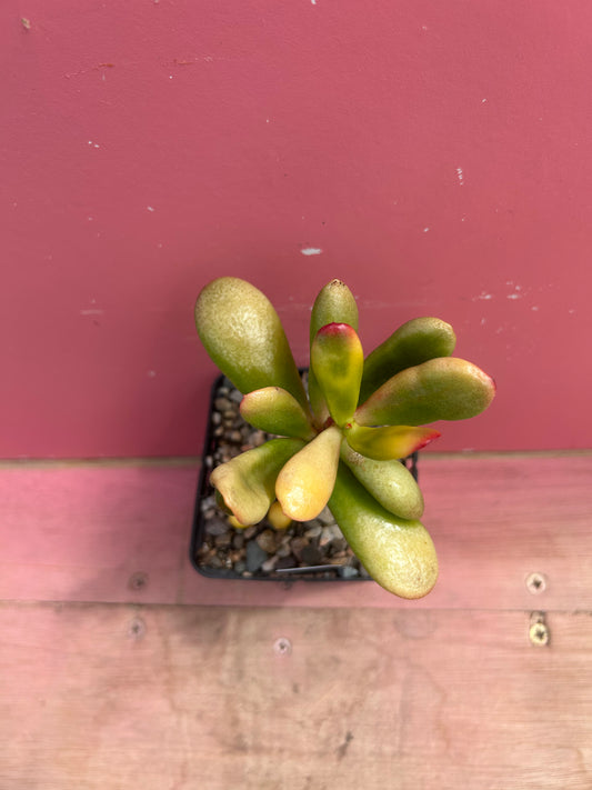 Crassula ovata 'Gollum' variegata (718)