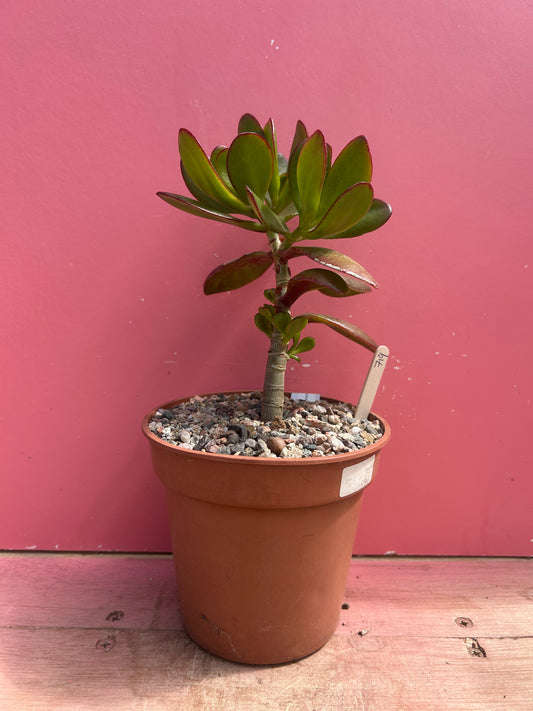 Crassula ovata (719)