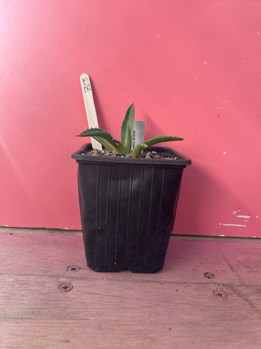 Agave parryi (723)