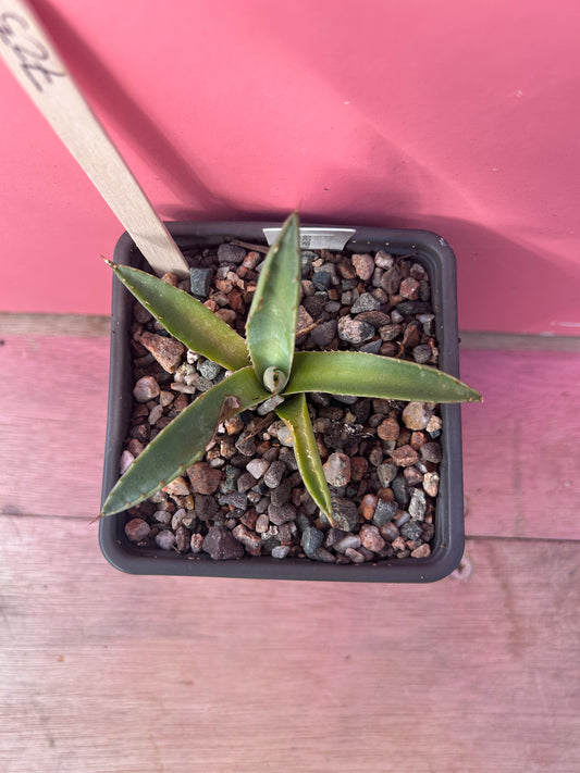 Agave parryi (723)