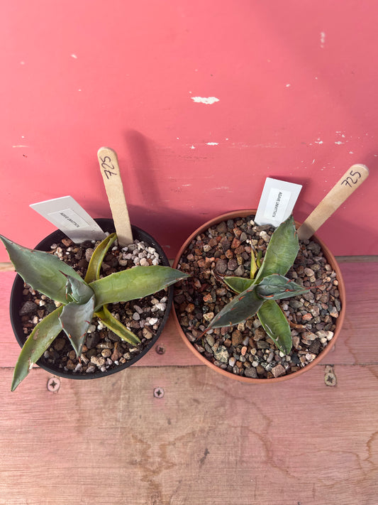Agave univittata (725)
