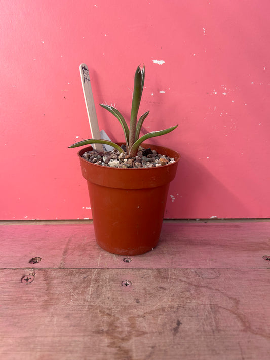 Agave toumeyana v.bella (727)