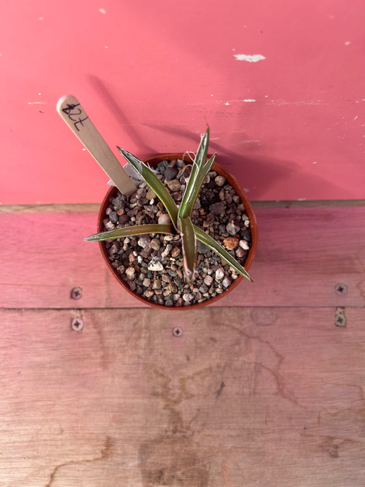 Agave toumeyana v.bella (727)