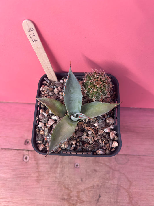 Agave/cactus mix (728)