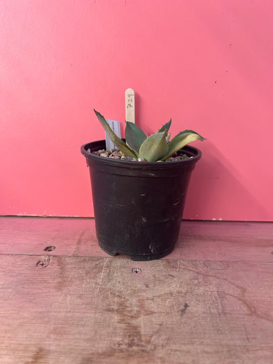 Agave parryi truncata (729)