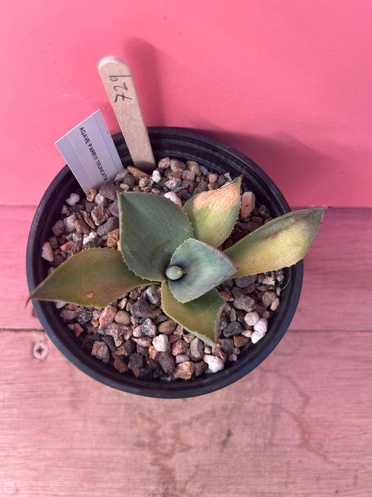 Agave parryi truncata (729)