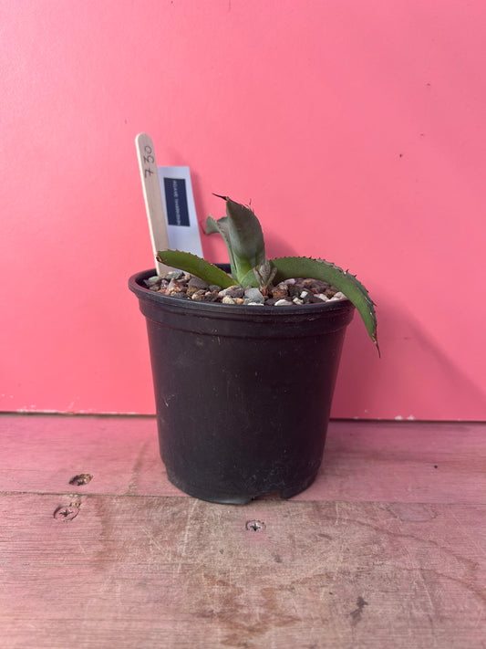 Agave sharkskin (730)