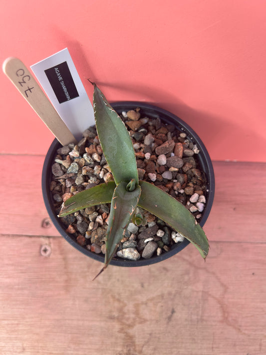 Agave sharkskin (730)