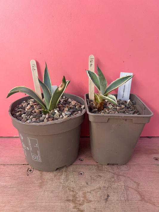 Agave americana variegata (731)