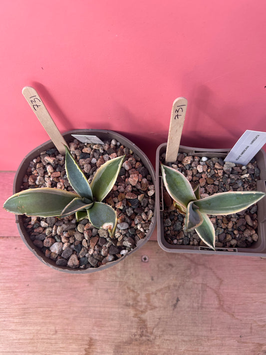 Agave americana variegata (731)