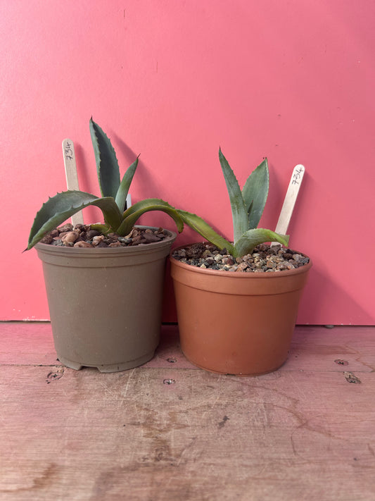 Agave blue americana (734)