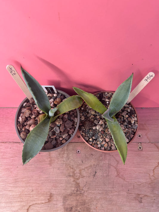 Agave blue americana (734)