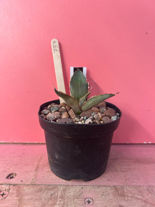 Agave lopantha splendida (737)