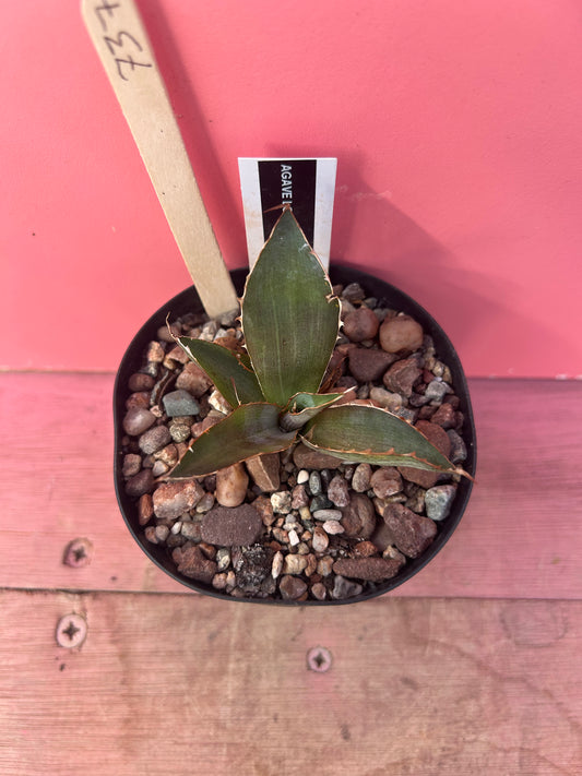 Agave lopantha splendida (737)