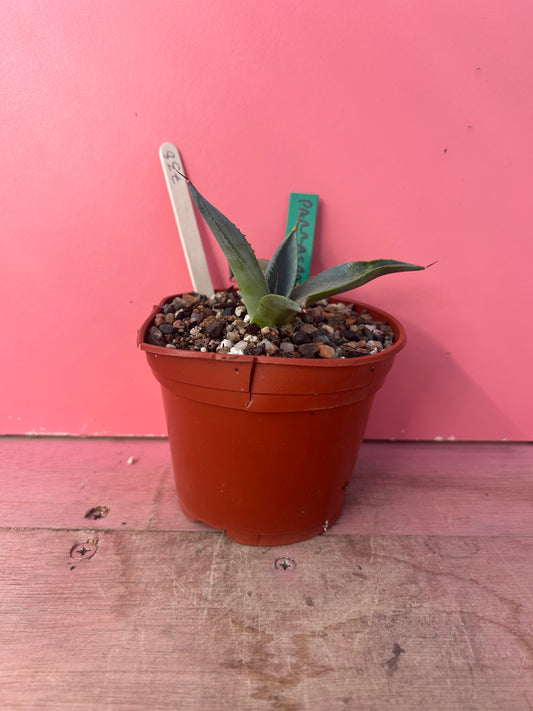 Agave parrasana (738)