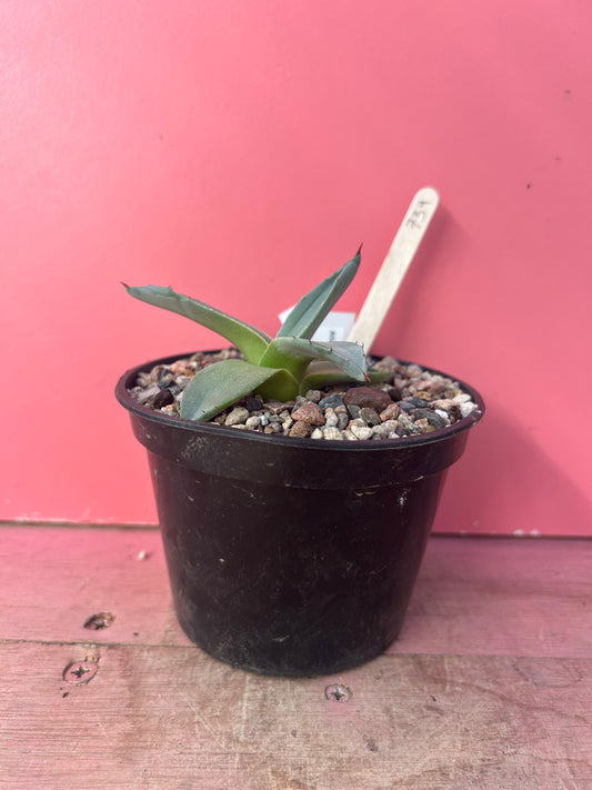 Agave patonii (739)