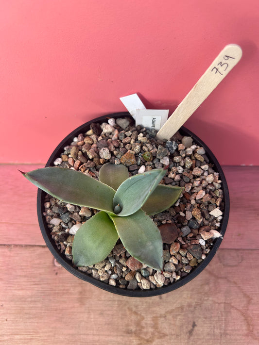 Agave patonii (739)