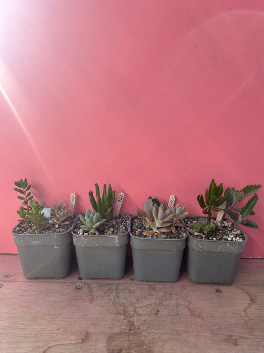Mixed succulents (742)