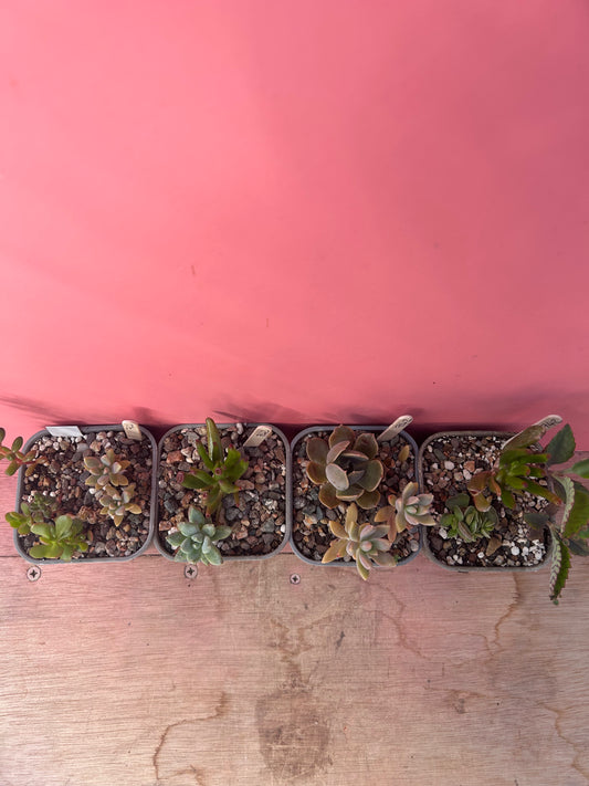 Mixed succulents (742)