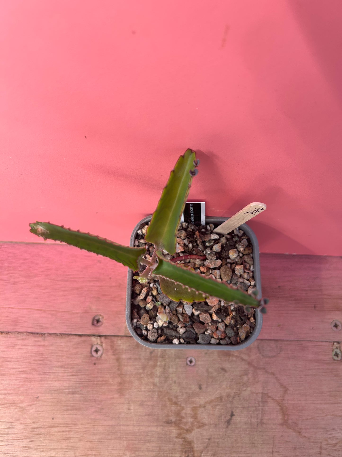 Kalanchoe 'Mother of Thousands' (744)