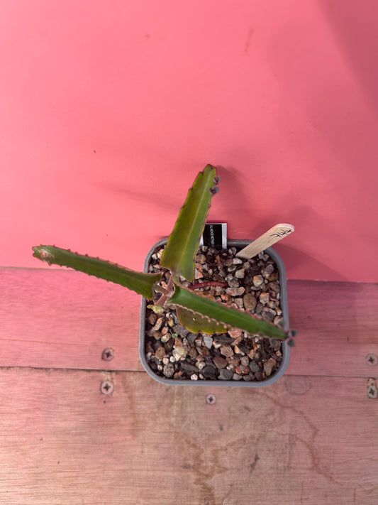 Kalanchoe 'Mother of Thousands' (744)