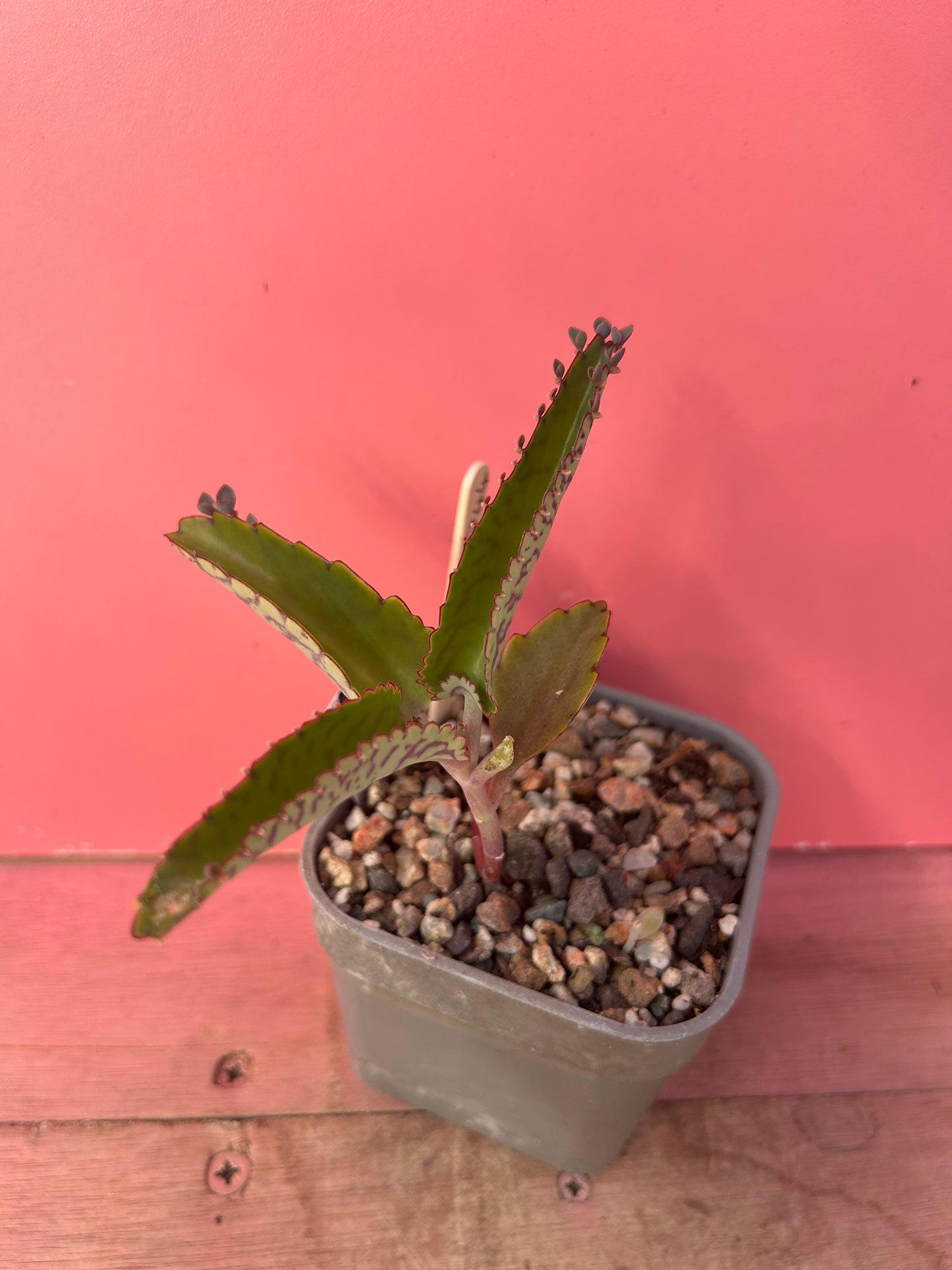 Kalanchoe 'Mother of Thousands' (744)