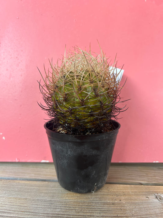 Ferocactus? (1110)